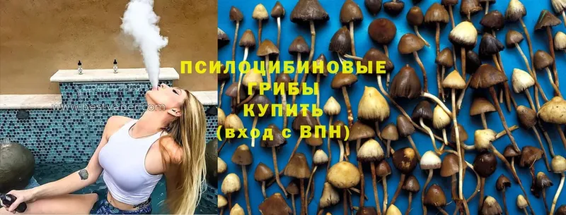 Псилоцибиновые грибы Cubensis  сколько стоит  Баксан 